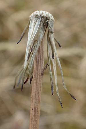 Hypochaeris glabra \ Kahles Ferkelkraut, Sand-Ferkelkraut / Smooth Cat's-Ear, D Hockenheim 6.6.2019