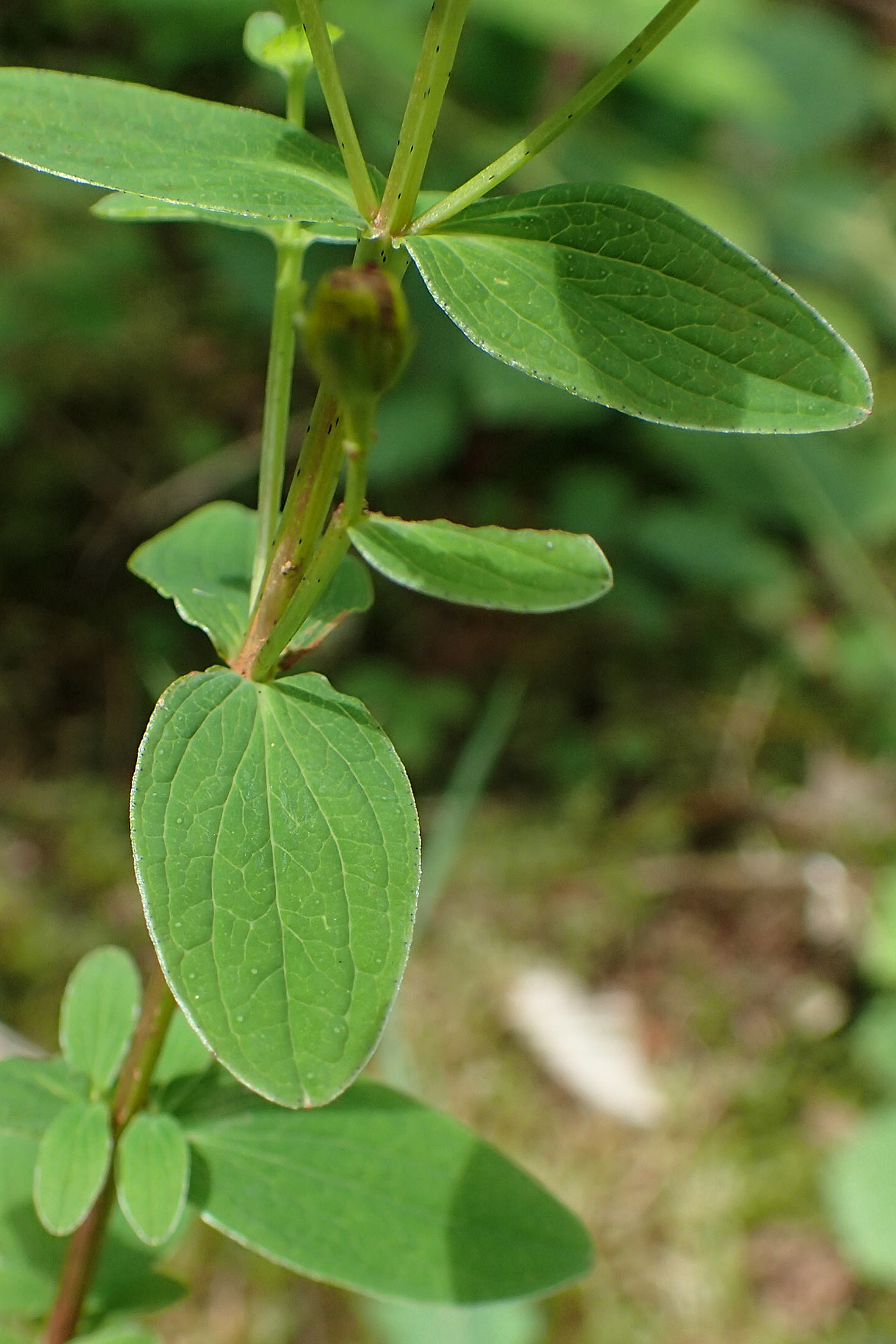 Hypericum montanum \ Berg-Johanniskraut, D Hunsrück, Börfink 18.7.2020