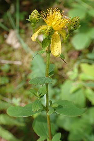 Hypericum montanum \ Berg-Johanniskraut / Pale St. John's-Wort, D Hunsrück, Börfink 18.7.2020