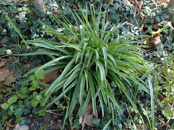 Hyacinthoides hispanica x non-scripta \ Hybrid-Hasenglckchen / Bluebell Hybrid, D Ludwigshafen 15.4.2021