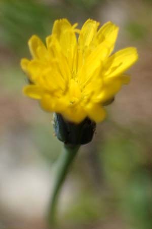 Hypochaeris glabra \ Kahles Ferkelkraut, Sand-Ferkelkraut, D Hockenheim 14.5.2021