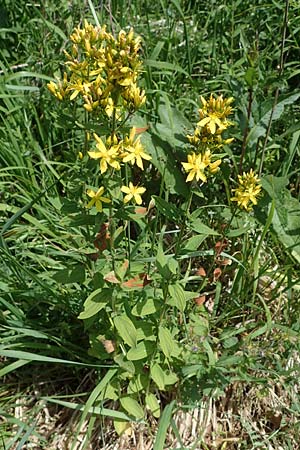 Hypericum montanum \ Berg-Johanniskraut, D Thüringen, Erfurt 13.6.2022