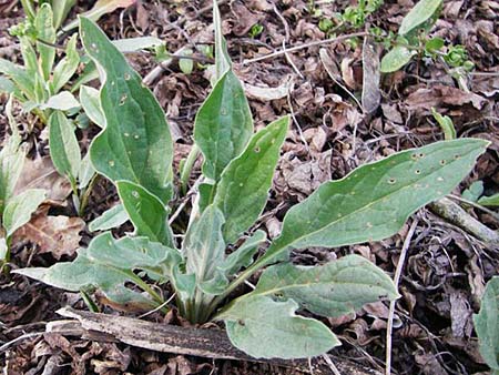 Cynoglossum officinale \ Gewhnliche Hundszunge / Hound's-Tongue, D Mannheim 22.4.2015