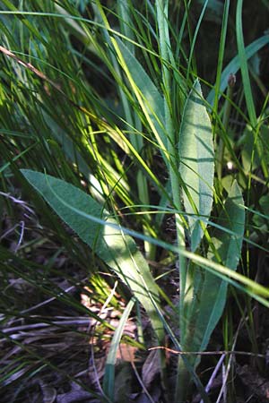 Hieracium zizianum \ Ziz' Habichtskraut / Ziz' Hawkweed, D Tübingen 3.6.2015