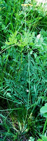 Hieracium zizianum \ Ziz' Habichtskraut / Ziz' Hawkweed, D Tübingen 3.6.2015