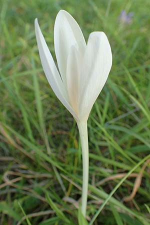 Colchicum autumnale / Meadow Saffron, Autumn Crocus, D Mannheim 27.9.2015