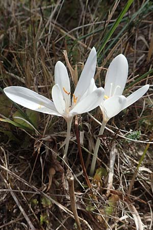 Colchicum autumnale / Meadow Saffron, Autumn Crocus, D Mannheim 9.9.2018