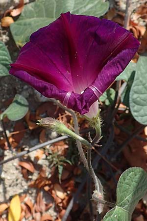 Ipomoea purpurea \ Trichter-Winde, Violette Prunk-Winde / Purple Morning Glory, D Mannheim 16.9.2018