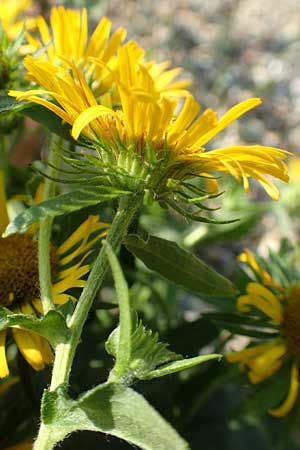 Pentanema britannicum \ Wiesen-Alant / Meadow Fleabane, Yellowhead, D Mannheim 21.8.2015