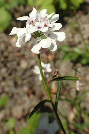 Iberis linifolia subsp. boppardensis \ Bopparder Schleifenblume / Boppard Candytuft, D Boppard 9.7.2018