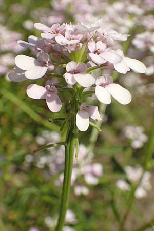 Iberis linifolia subsp. boppardensis \ Bopparder Schleifenblume / Boppard Candytuft, D Boppard 9.7.2018