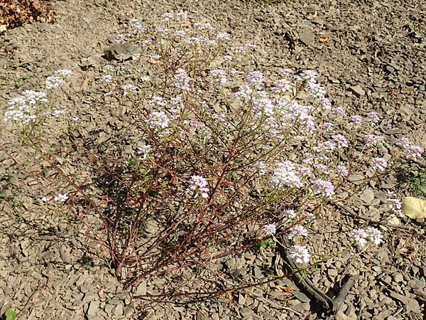 Iberis linifolia subsp. boppardensis \ Bopparder Schleifenblume / Boppard Candytuft, D Boppard 9.7.2018