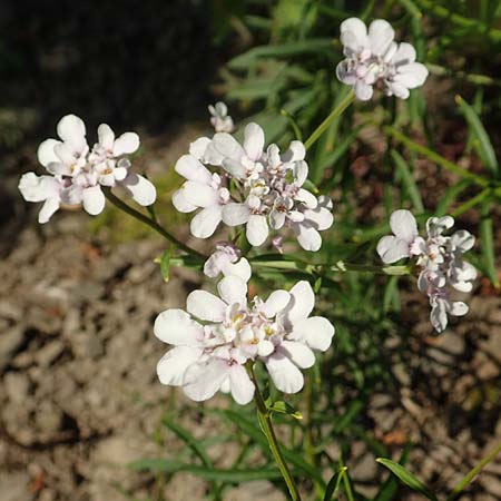 Iberis linifolia subsp. boppardensis \ Bopparder Schleifenblume / Boppard Candytuft, D Boppard 9.7.2018