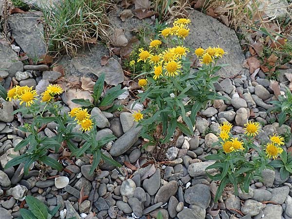 Pentanema britannicum \ Wiesen-Alant / Meadow Fleabane, Yellowhead, D Köln-Zündorf 22.8.2018