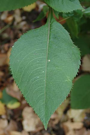 Impatiens balfourii \ Balfours Springkraut, D Bochum 23.10.2018