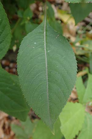 Impatiens balfourii \ Balfours Springkraut, D Bochum 23.10.2018