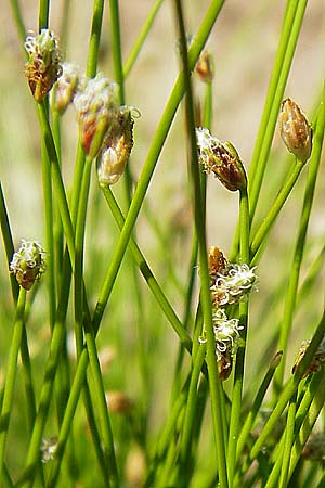 Isolepis cernua \ Niedere Moorbinse, Frauenhaar-Gras / Slender Club Rush, Low Bulrush, D  8.6.2013