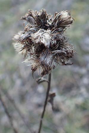 Pentanema squarrosum \ Drrwurz / Ploughman's Spikenard, D Östringen-Eichelberg 18.3.2016