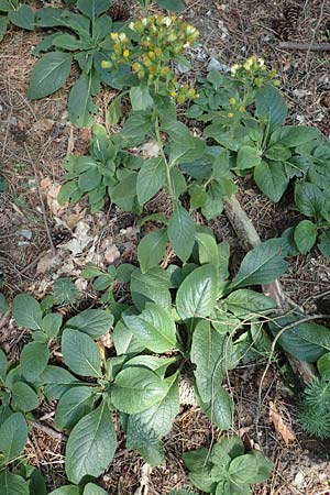 Pentanema squarrosum \ Drrwurz / Ploughman's Spikenard, D Eggenstein-Leopoldshafen 18.8.2019