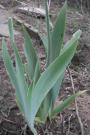 Iris pallida \ Blasse Schwertlilie / Dalmatian Iris, D Mannheim 24.4.2007