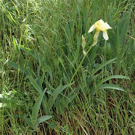 Iris flavescens \ Gelbe Schwertlilie / Lemonyellow Iris, D Seeheim an der Bergstraße 12.5.2020