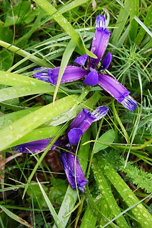 Iris graminea \ Pflaumenduft-Iris, Gras-Schwertlilie / Plum-scented Iris, D Gerolzhofen-Sulzheim 1.6.2015