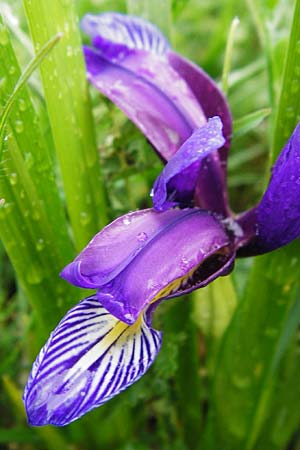 Iris graminea / Plum-scented Iris, D Gerolzhofen-Sulzheim 1.6.2015