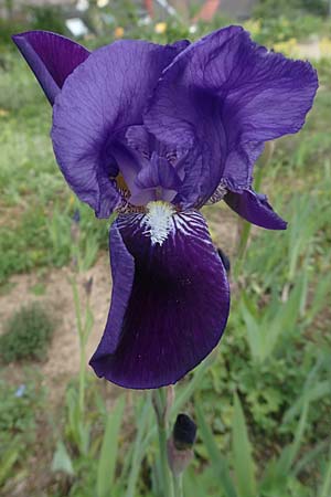 Iris germanica \ Deutsche Schwertlilie / German Iris, D Weinheim an der Bergstraße, Botan. Gar.  Hermannshof 1.5.2016