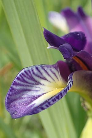 Iris graminea / Plum-scented Iris, D Gerolzhofen-Sulzheim 17.5.2018