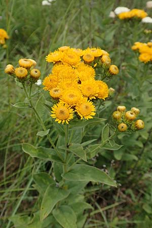 Pentanema germanicum \ Deutscher Alant / German Fleabane, D Grünstadt-Asselheim 16.6.2018