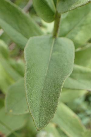 Pentanema germanicum \ Deutscher Alant / German Fleabane, D Grünstadt-Asselheim 16.6.2018