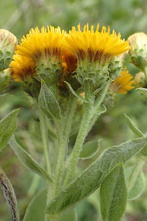 Pentanema germanicum \ Deutscher Alant / German Fleabane, D Grünstadt-Asselheim 16.6.2018