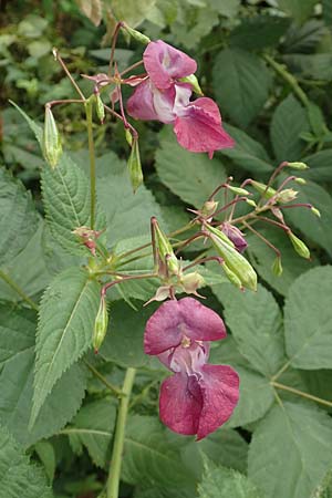 Impatiens glandulifera \ Indisches Springkraut / Indian Balsam, D Hofgeismar 28.7.2019