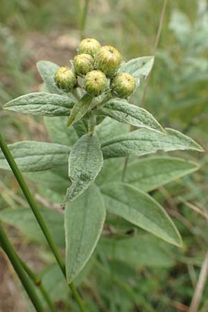 Pentanema germanicum \ Deutscher Alant / German Fleabane, D Grünstadt-Asselheim 15.6.2020