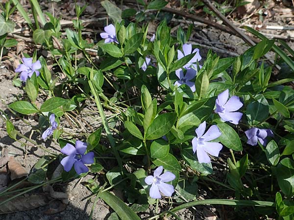 Vinca minor \ Kleines Immergrn, D Ludwigshafen 31.3.2021