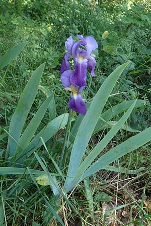 Iris germanica / German Iris, D Erlenbach am Main 28.5.2022