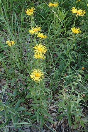 Pentanema hirtum \ Rauer Alant / Hairy Fleabane, D Spaichingen 25.6.2018