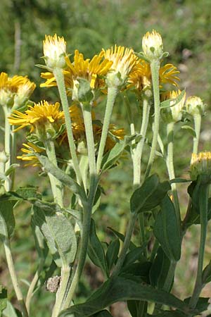 Pentanema helveticum \ Schweizer Alant / Swiss Elecampane, D Grißheim 16.7.2019