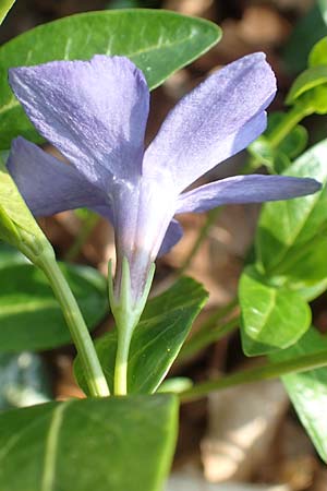 Vinca minor \ Kleines Immergrn / Lesser Periwinkle, D Hambrücken 10.4.2016