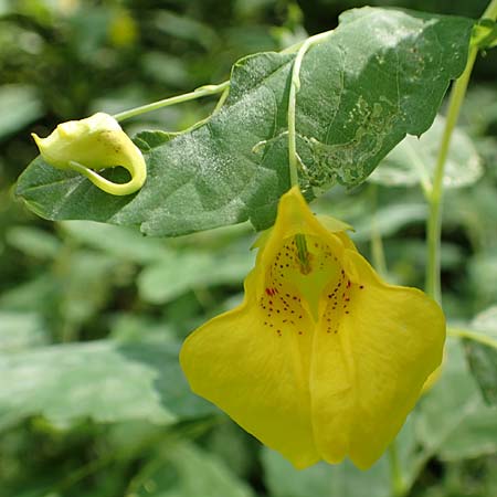 Impatiens noli-tangere \ Echtes Springkraut, Rhrmichnichtan, D Schwarzwald, Wild-Renchtal 7.8.2015