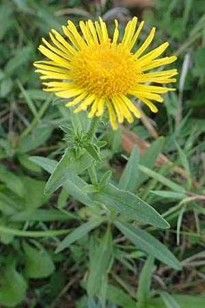 Pentanema salicinum / Irish Fleabane, D Brandenburg, Havelaue-Strodehne 18.9.2020