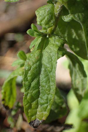 Pulicaria dysenterica \ Groes Flohkraut, D Lampertheim 11.9.2022