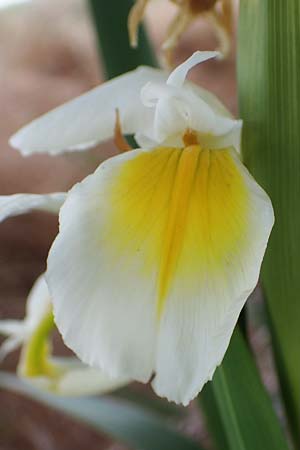 Iris orientalis \ Orientalische Schwertlilie / Turkish Iris, D Sachsen-Anhalt, Könnern 17.6.2023