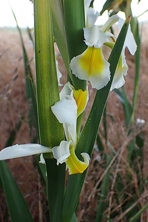 Iris orientalis \ Orientalische Schwertlilie / Turkish Iris, D Sachsen-Anhalt, Könnern 17.6.2023