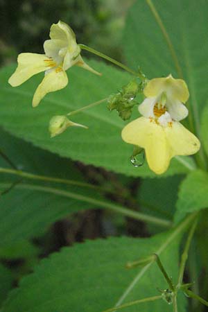 Impatiens parviflora \ Kleinbltiges Springkraut / Small Balsam, D Babenhausen 11.8.2007