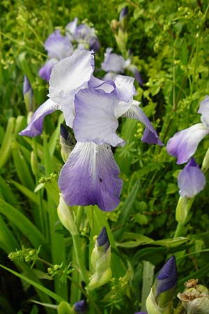 Iris pallida ? \ Blasse Schwertlilie / Dalmatian Iris, D Blaubeuren 2.6.2015