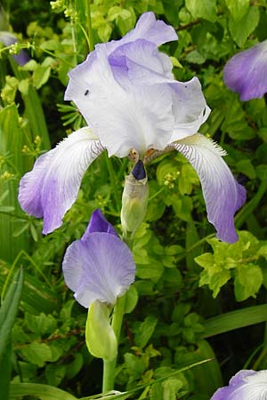 Iris pallida ? \ Blasse Schwertlilie / Dalmatian Iris, D Blaubeuren 2.6.2015