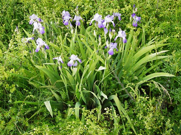 Iris pallida ? \ Blasse Schwertlilie / Dalmatian Iris, D Blaubeuren 2.6.2015