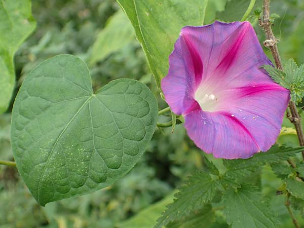 Ipomoea purpurea \ Trichter-Winde, Violette Prunk-Winde, D Mannheim 12.9.2015