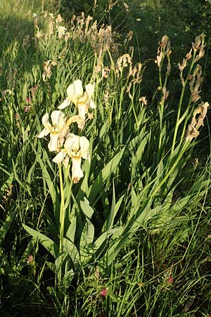 Iris flavescens \ Gelbe Schwertlilie / Lemonyellow Iris, D Zeutern 27.5.2020